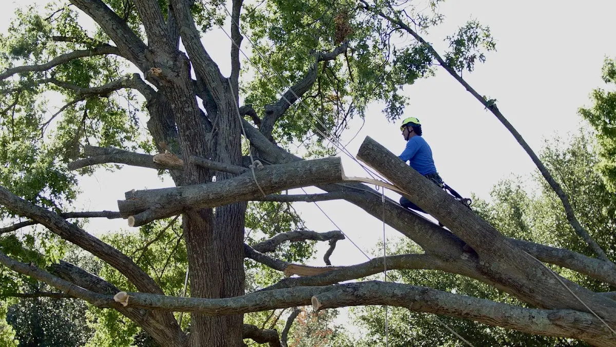 Professional Hazardous Tree Removal performed by certified arborists in Sardinia