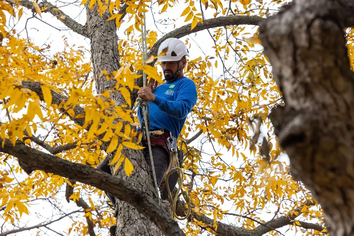 Skilled Tree Transplanting crew working in Sardinia